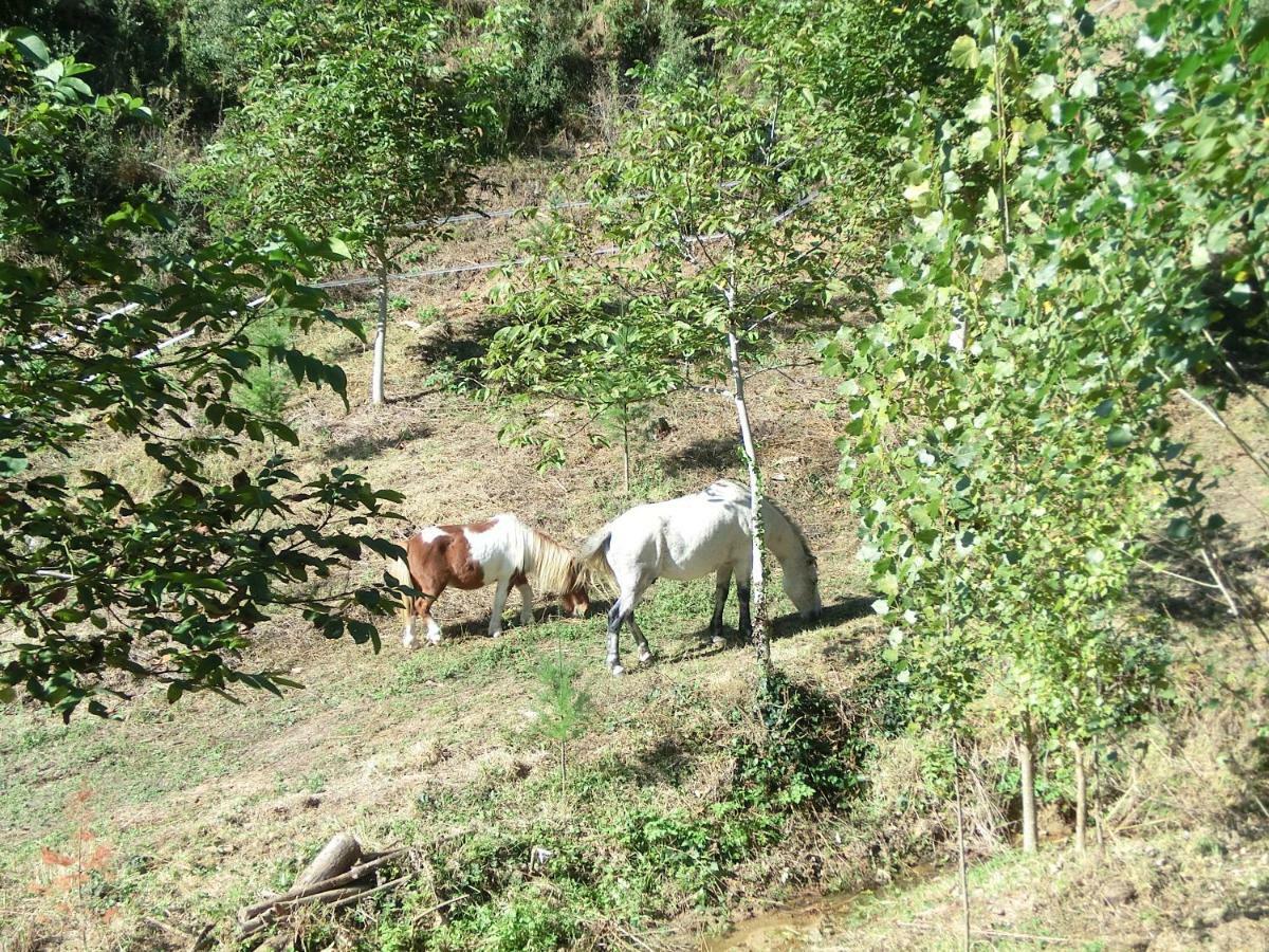 Apartamento En Pleno Montseny Mas Romeu Turisme Rural Arbúcies Eksteriør bilde